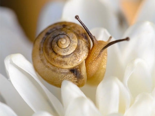 para que sirve la baba de caracol